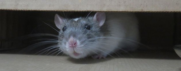 Professional Rodent Droppings Cleanup in Miami, FL